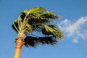 Queen Palm tree blowing in a strong wind