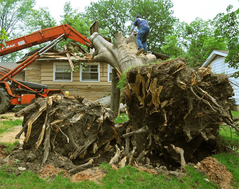 Stump Removal in Gainesville FL