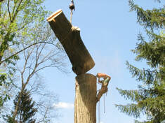 Tree removal service in Gainesville, FL